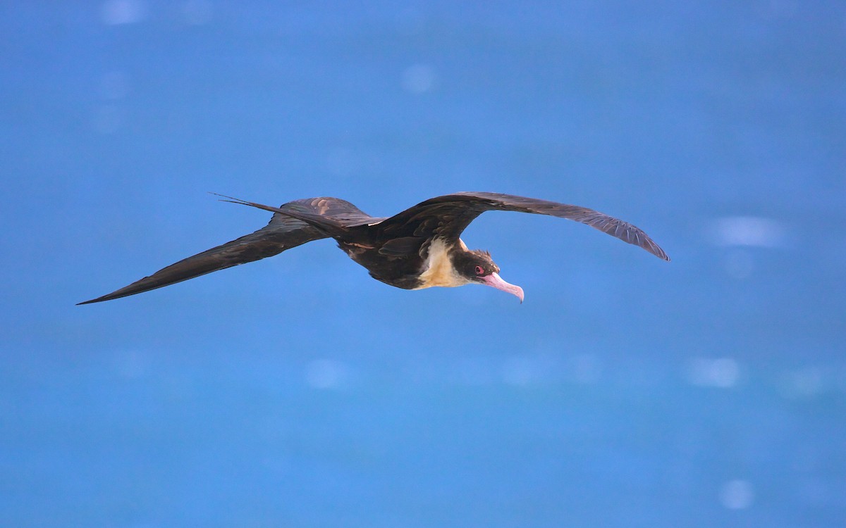 Great Frigatebird - ML139080541