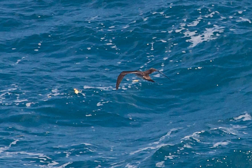 Wedge-tailed Shearwater - ML139080551