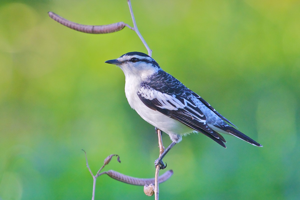 Polynesian Triller - Mike Andersen