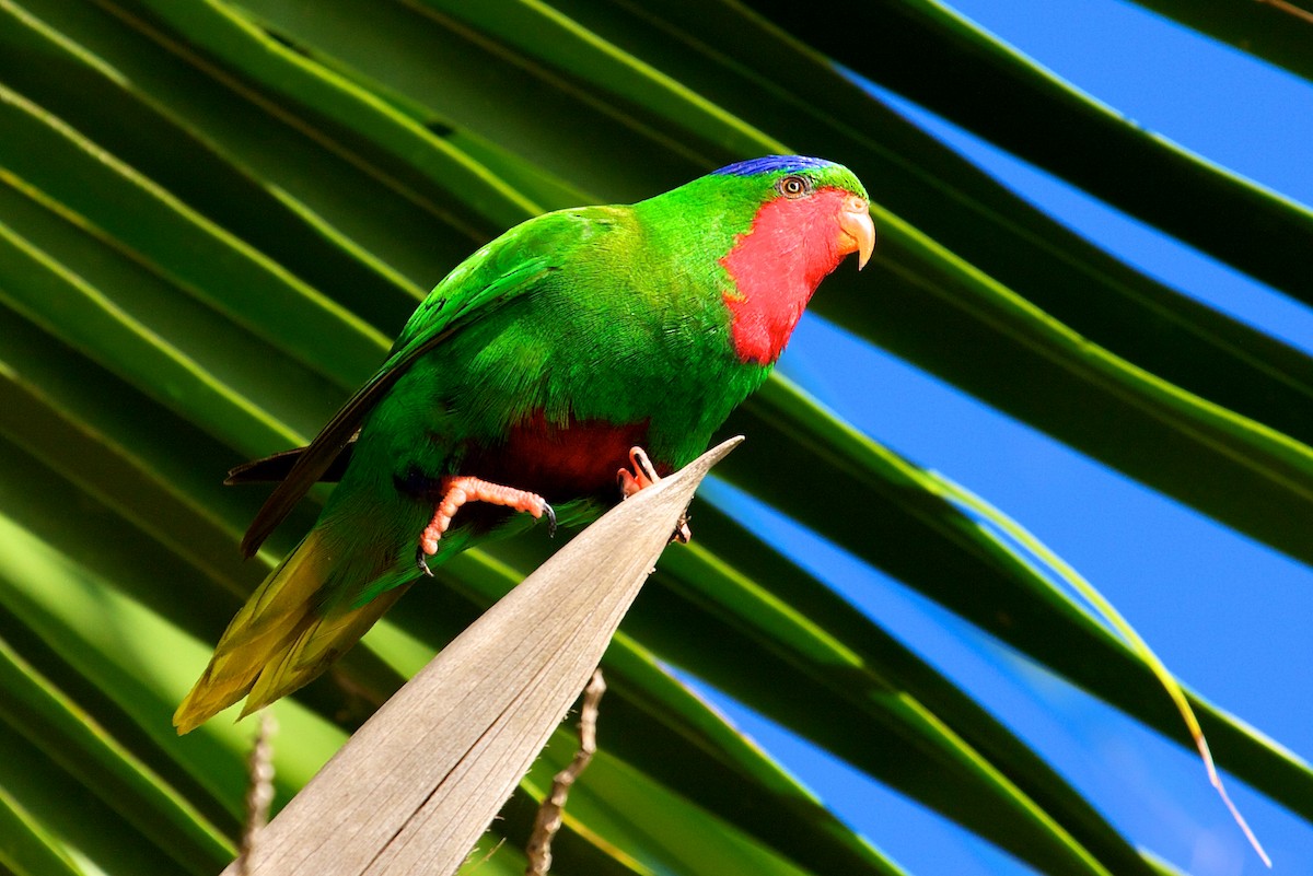 Blue-crowned Lorikeet - ML139080641