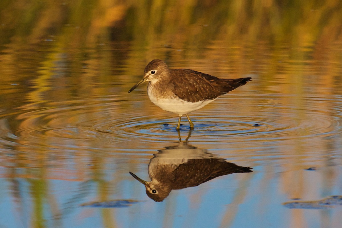 Solitary Sandpiper - ML139080931