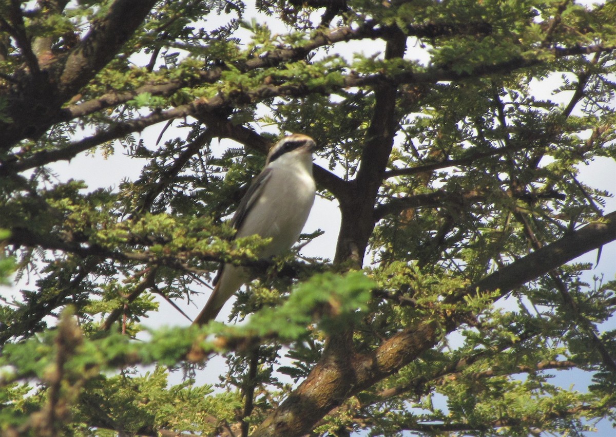 Red-tailed Shrike - Ottavio Janni