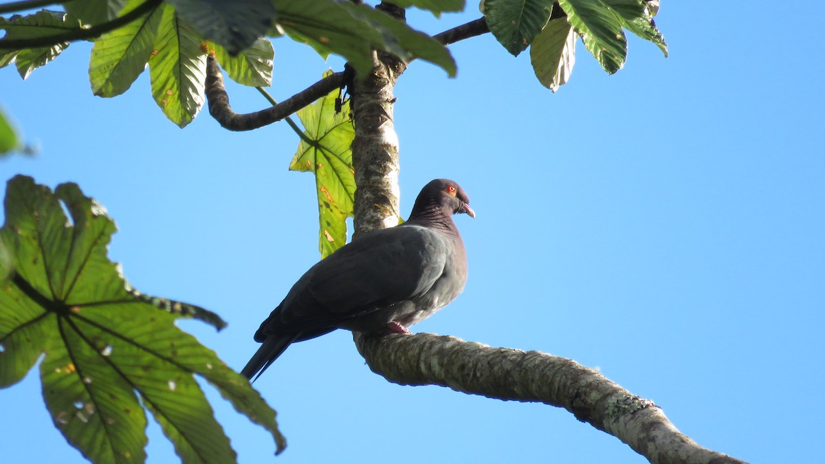 Pigeon à cou rouge - ML139082651