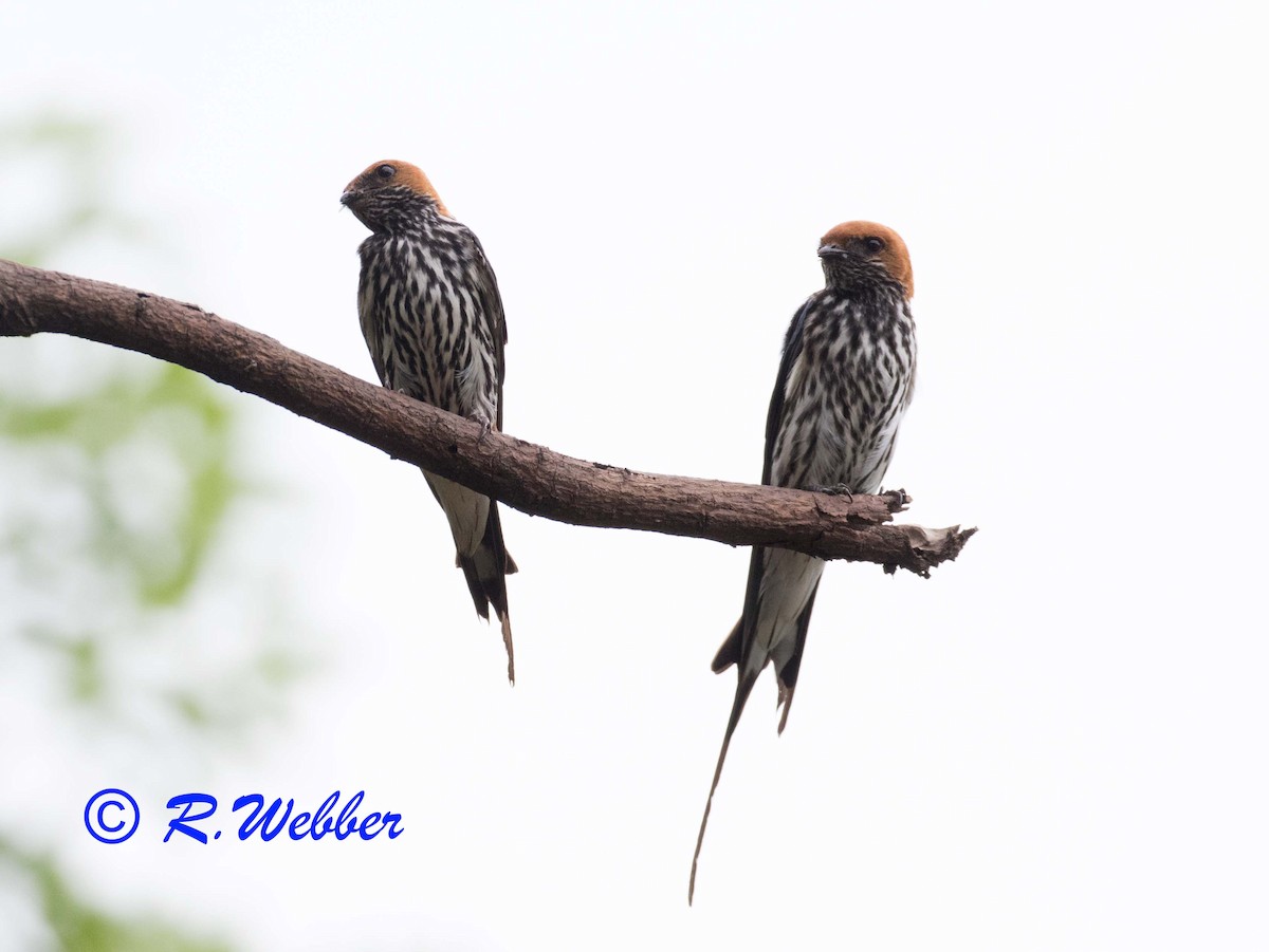 Lesser Striped Swallow - Richard Webber