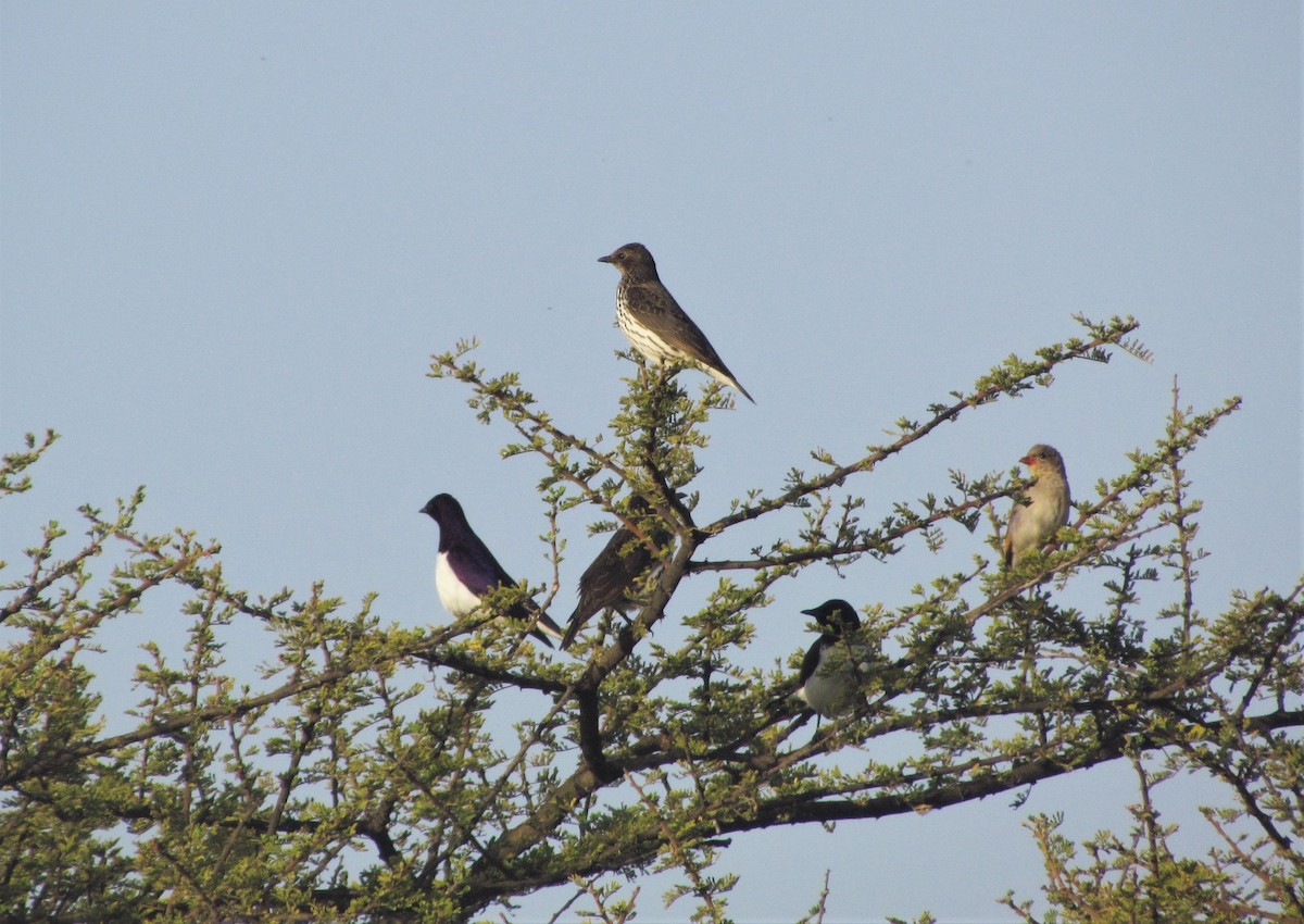 Violet-backed Starling - ML139084801