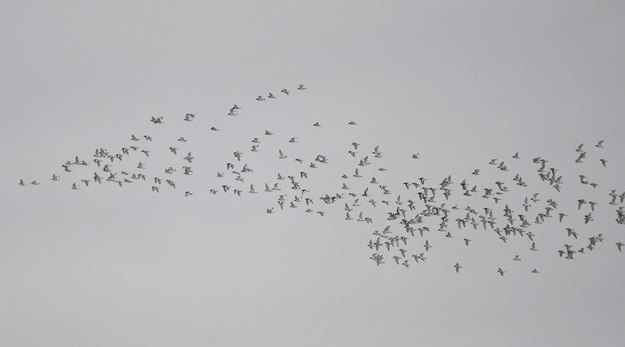 Eurasian Oystercatcher - ML139085581