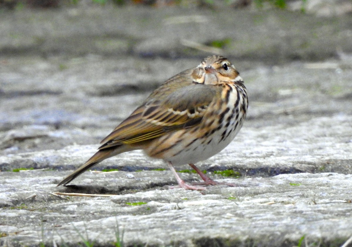 Pipit à dos olive - ML139085731