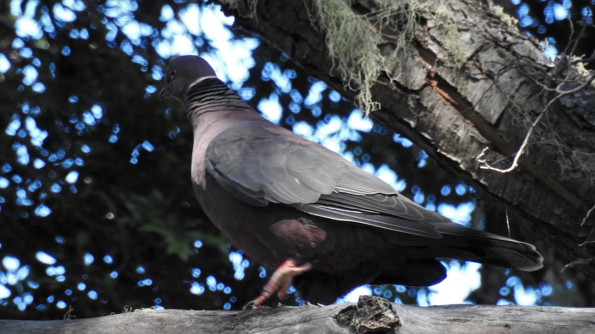 Chilean Pigeon - Pablo Alejandro Pla