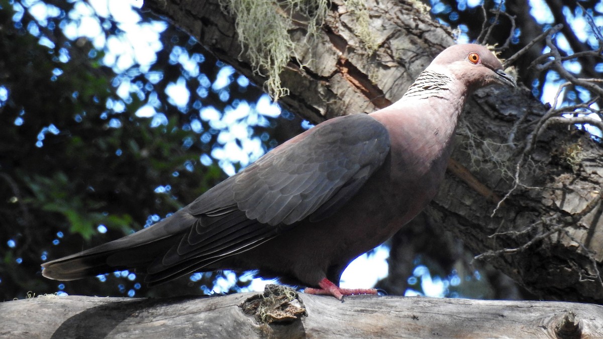 Pigeon du Chili - ML139085871