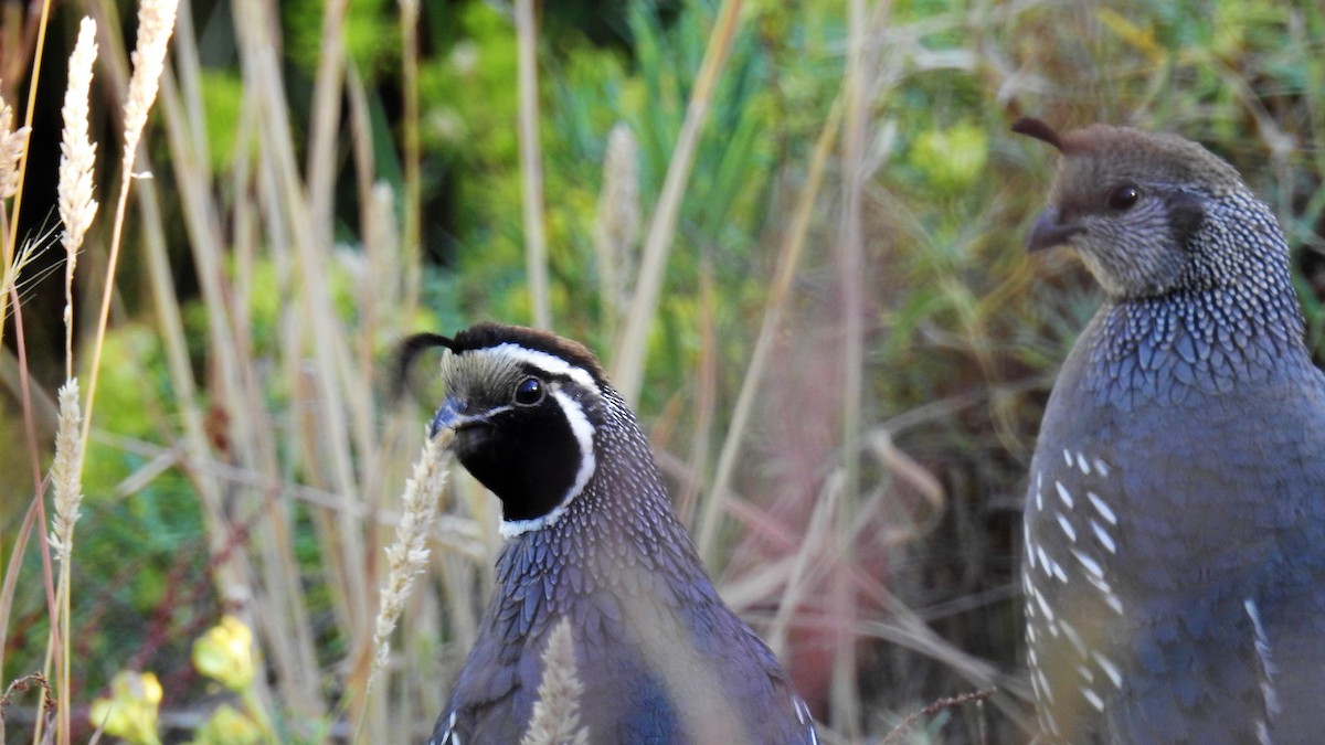 California Quail - Pablo Alejandro Pla