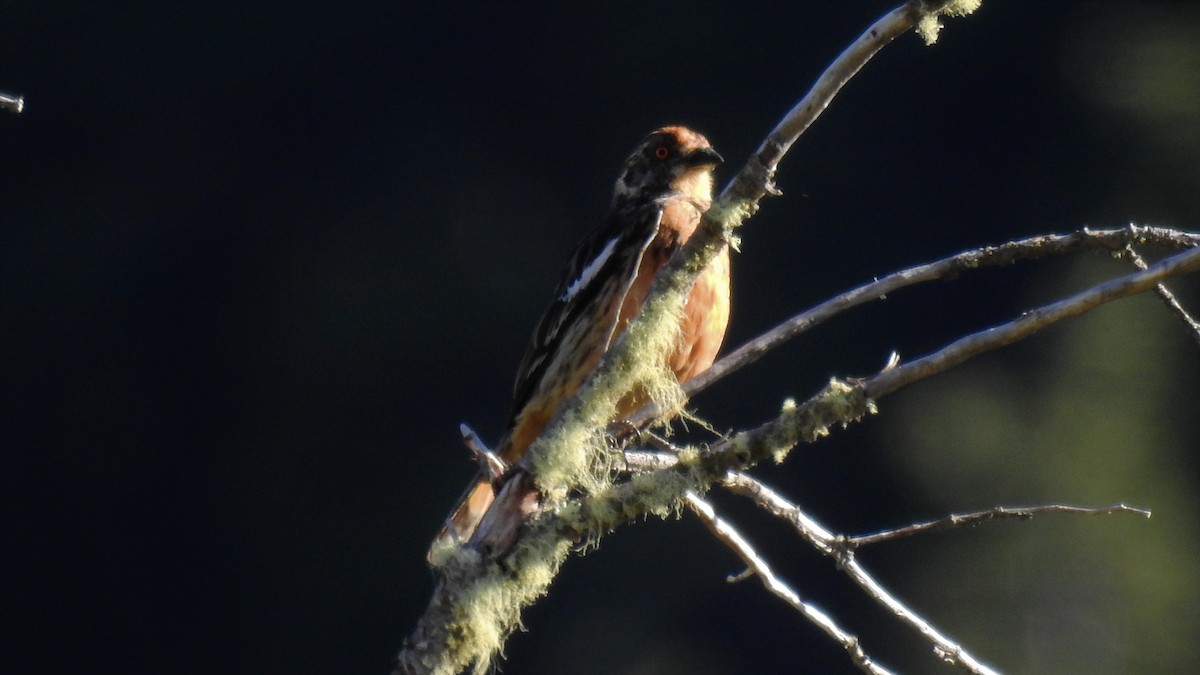 Rufous-tailed Plantcutter - ML139086021
