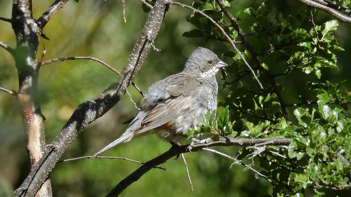 Diuca Finch - ML139086231