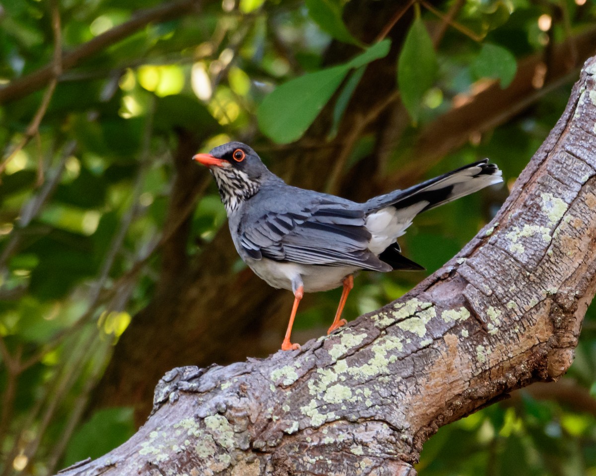 Red-legged Thrush - Cynthia Carlson