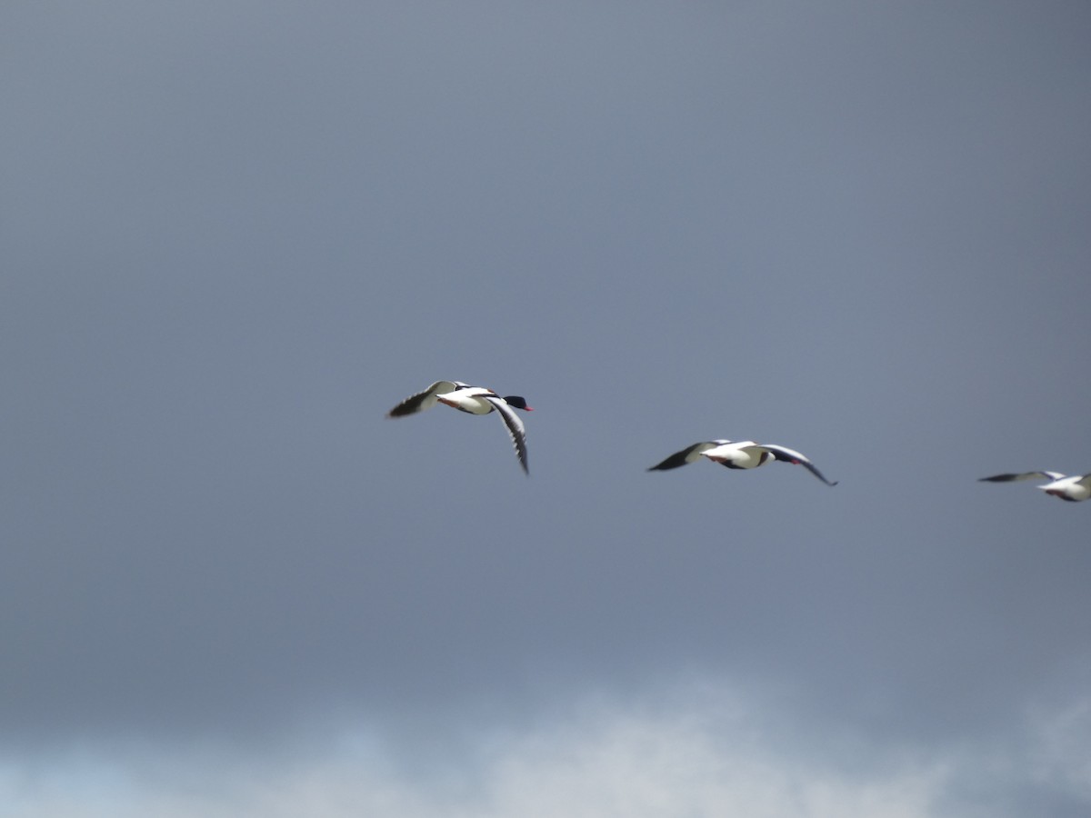 Common Shelduck - ML139090181