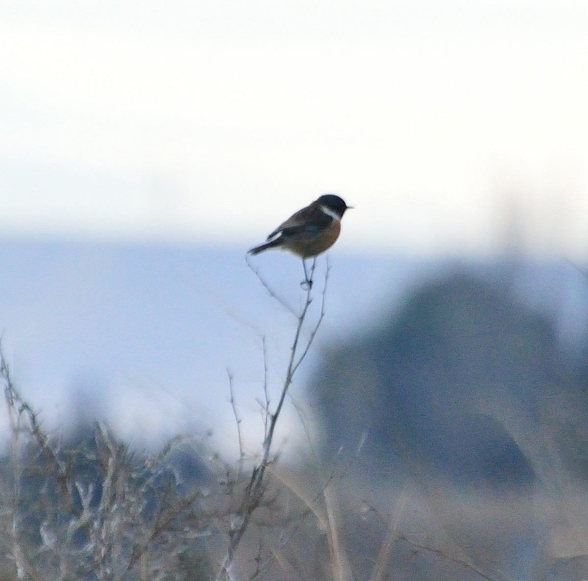 European Stonechat - ML139090521