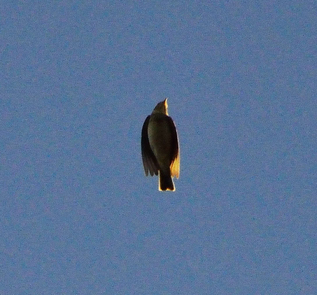 Eurasian Skylark - ML139090531