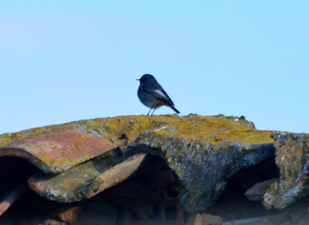 Black Redstart - ML139090571