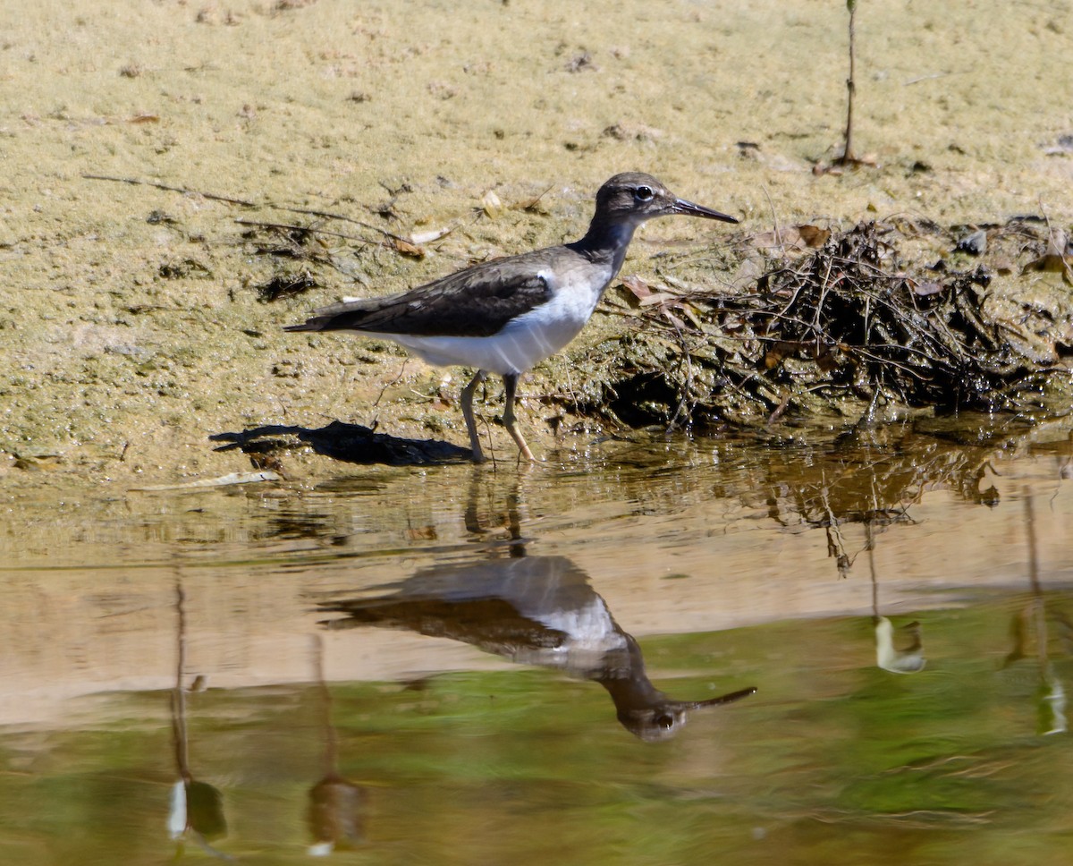 Solitary Sandpiper - Cynthia Carlson