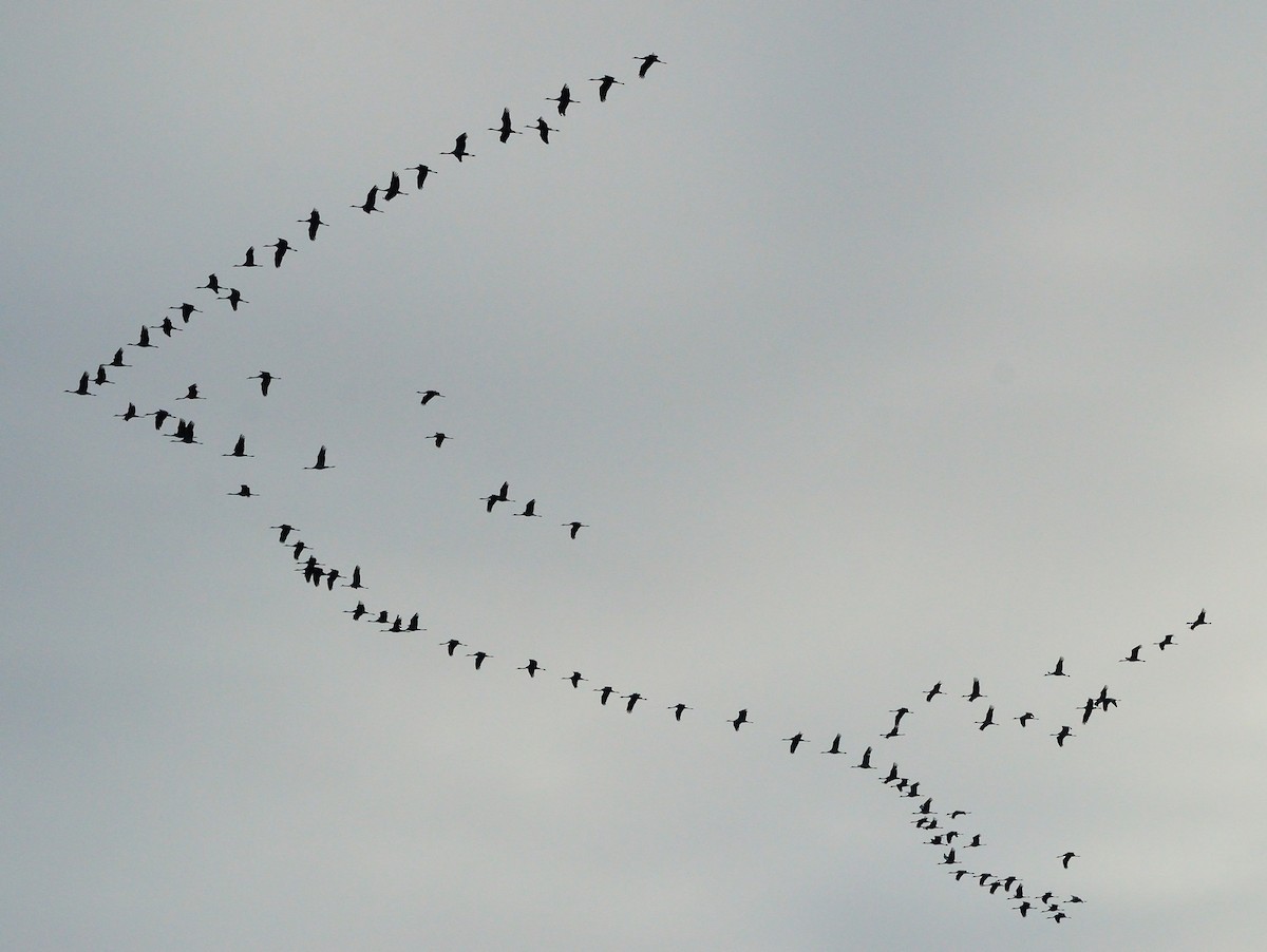 Common Crane - ML139090921