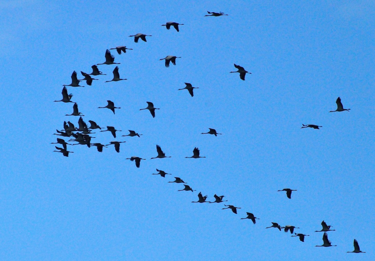 Common Crane - ML139090941