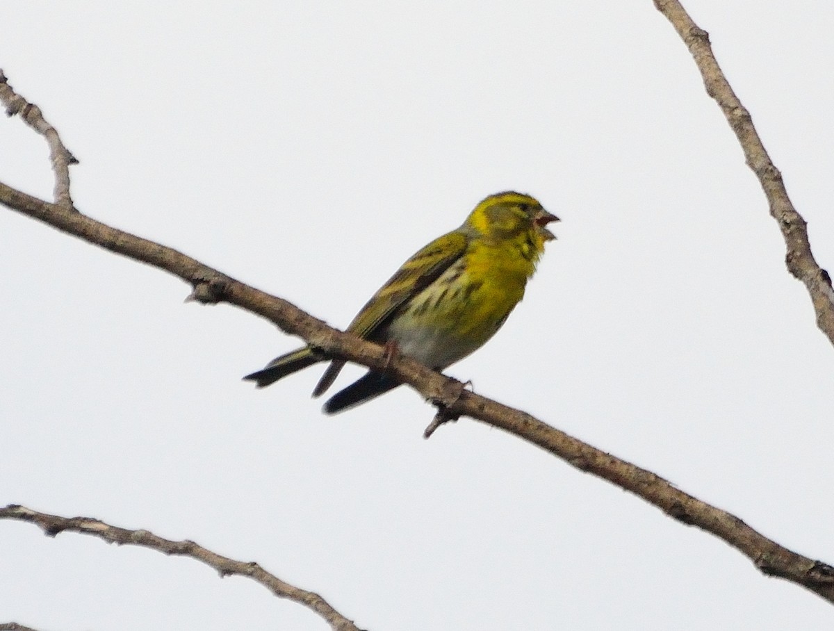 European Serin - ML139090991