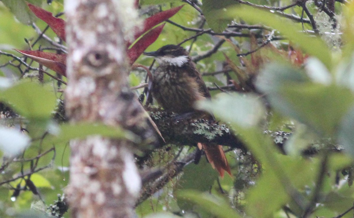 Trepamusgos Barbablanca Andino - ML139091151