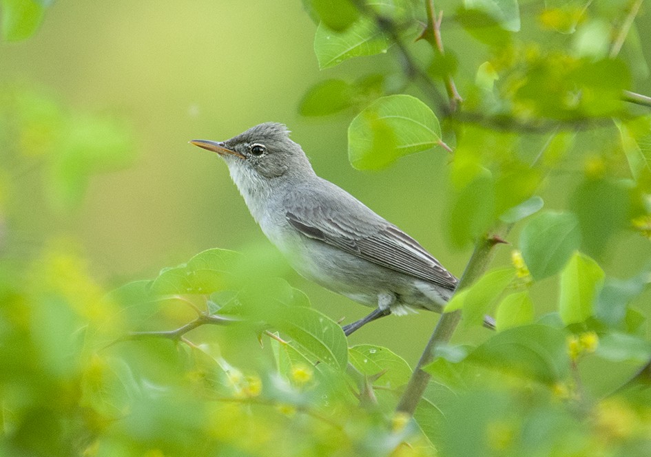 Olive-tree Warbler - Babis Tsilianidis