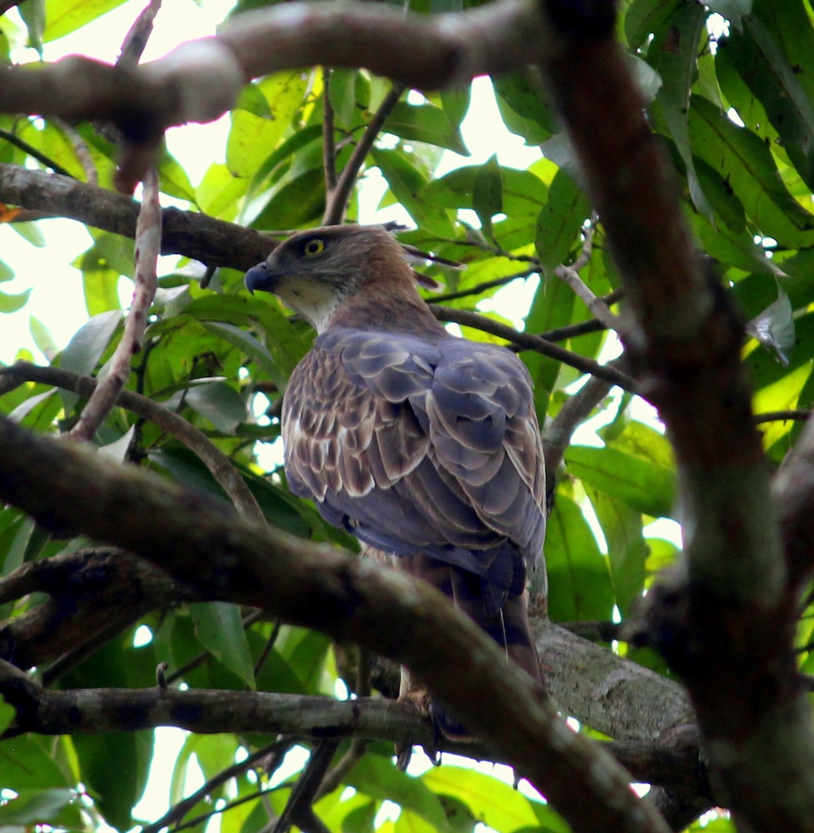 Changeable Hawk-Eagle (Crested) - ML139091661