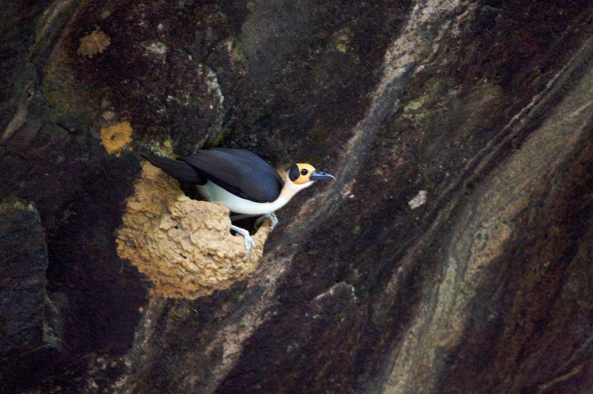 White-necked Rockfowl - ML139092211