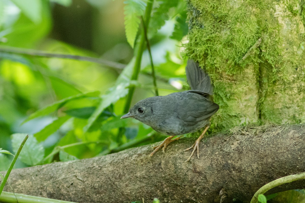 Rock Tapaculo - Rafael Gonçalves Moreira