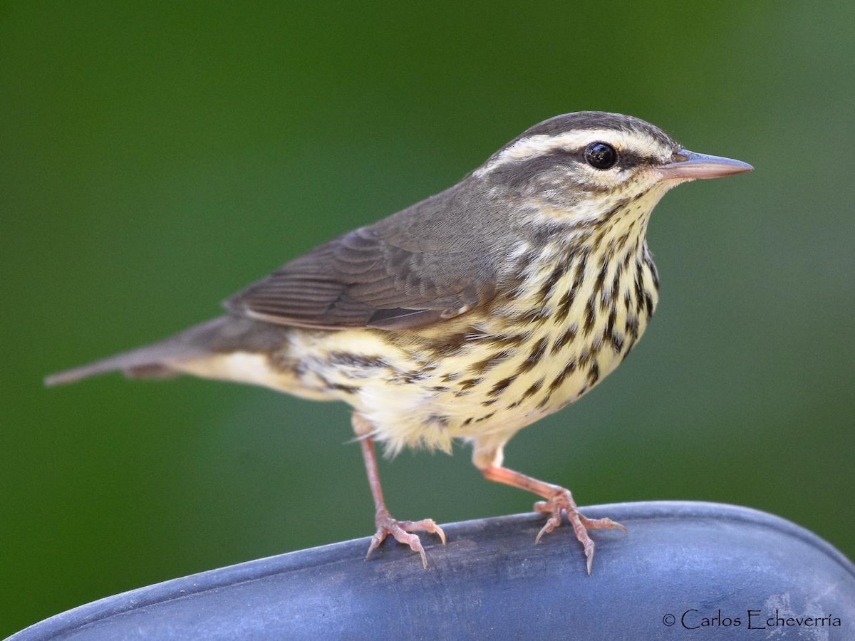 Northern Waterthrush - Carlos Echeverría