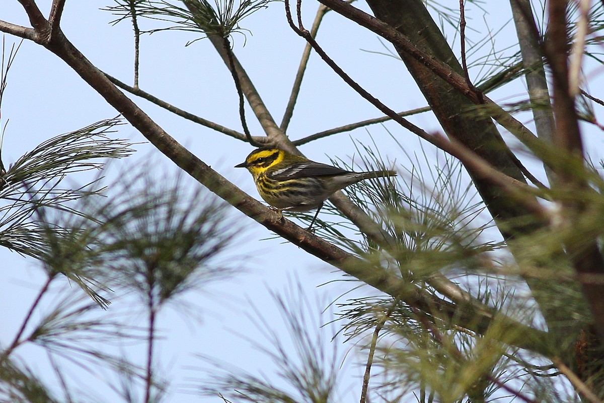 Townsend's Warbler - ML139093301