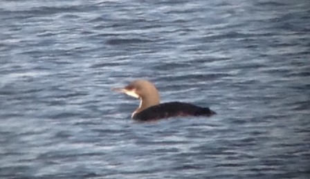 Pacific Loon - ML139093871
