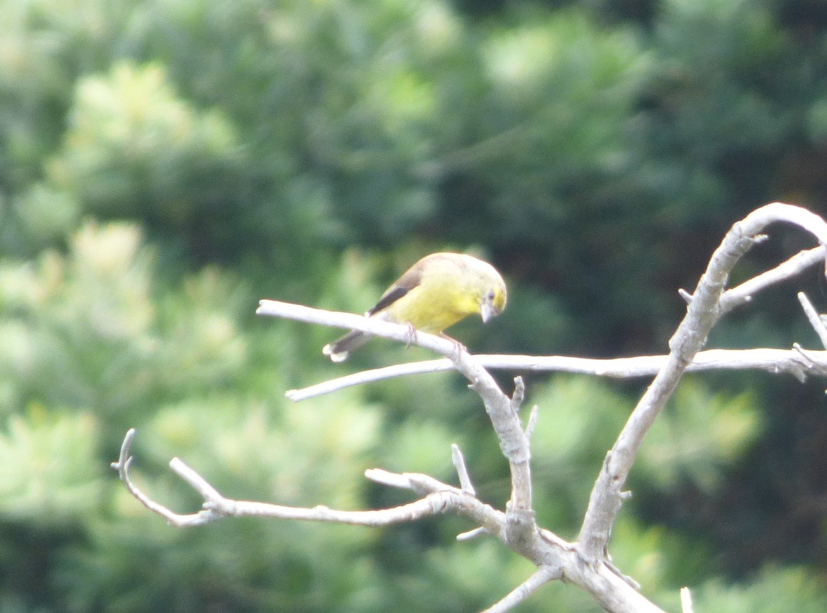 Cape Siskin - ML139093971