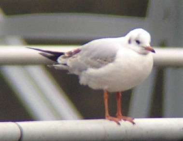 Хүрэн толгойт цахлай - ML139095091