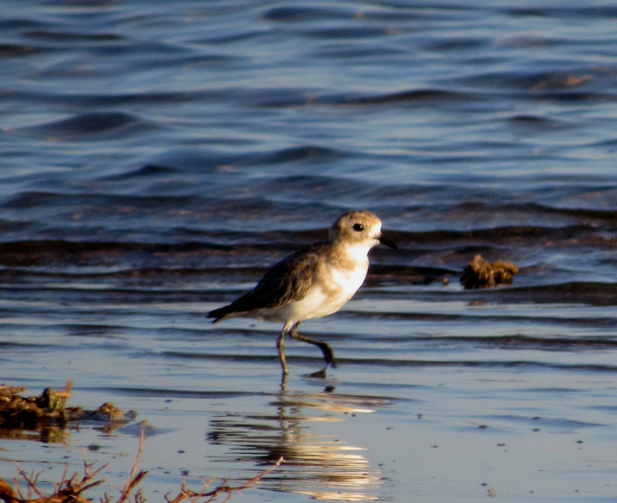 Two-banded Plover - ML139096801