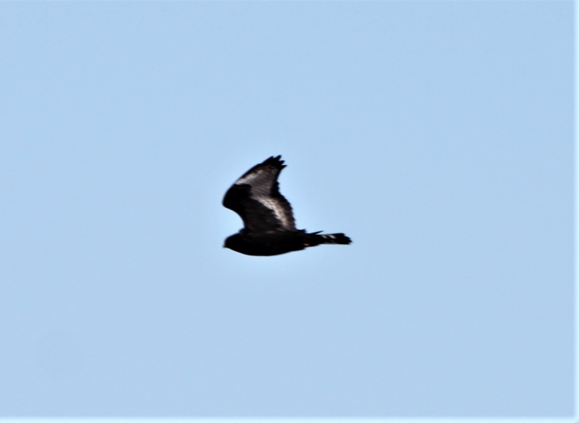 Rough-legged Hawk - ML139097471