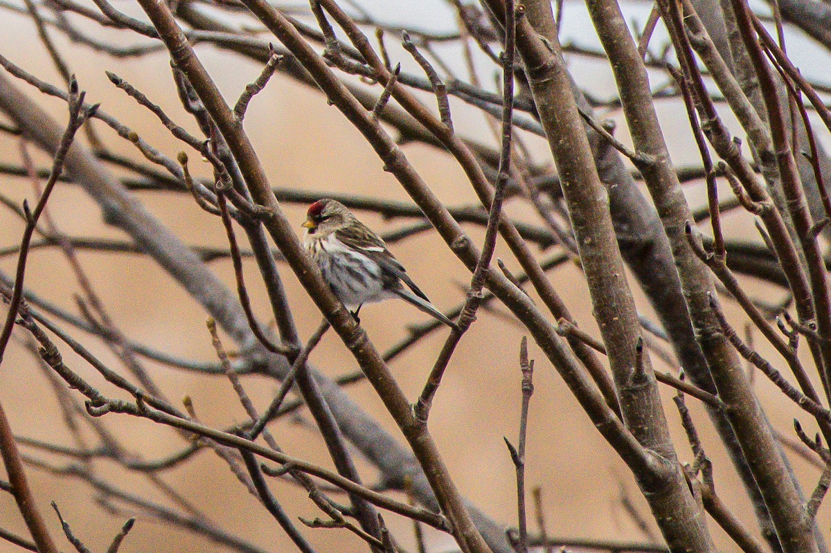 Common Redpoll - ML139097601