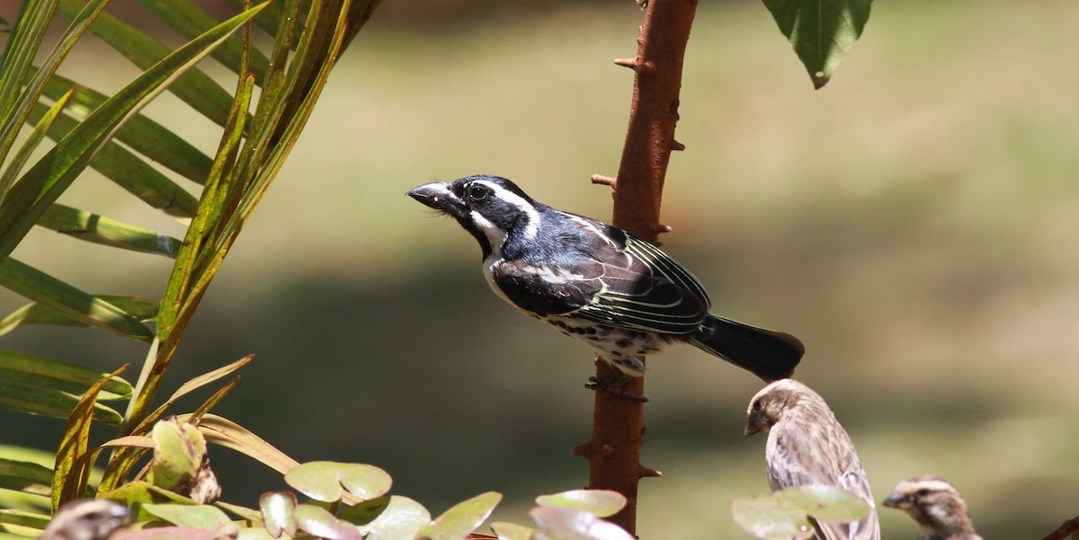 Spot-flanked Barbet - ML139097811