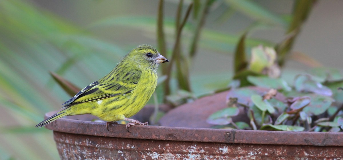 Serin d'Abyssinie - ML139097881