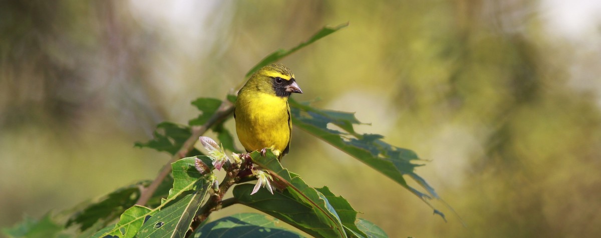 Serin d'Abyssinie - ML139097891