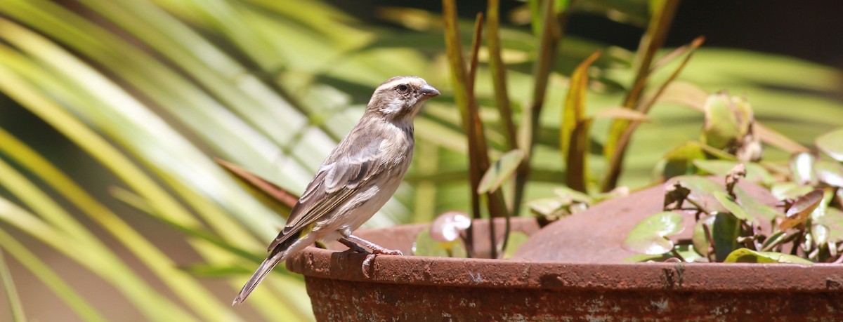 Serin de Reichenow - ML139097961