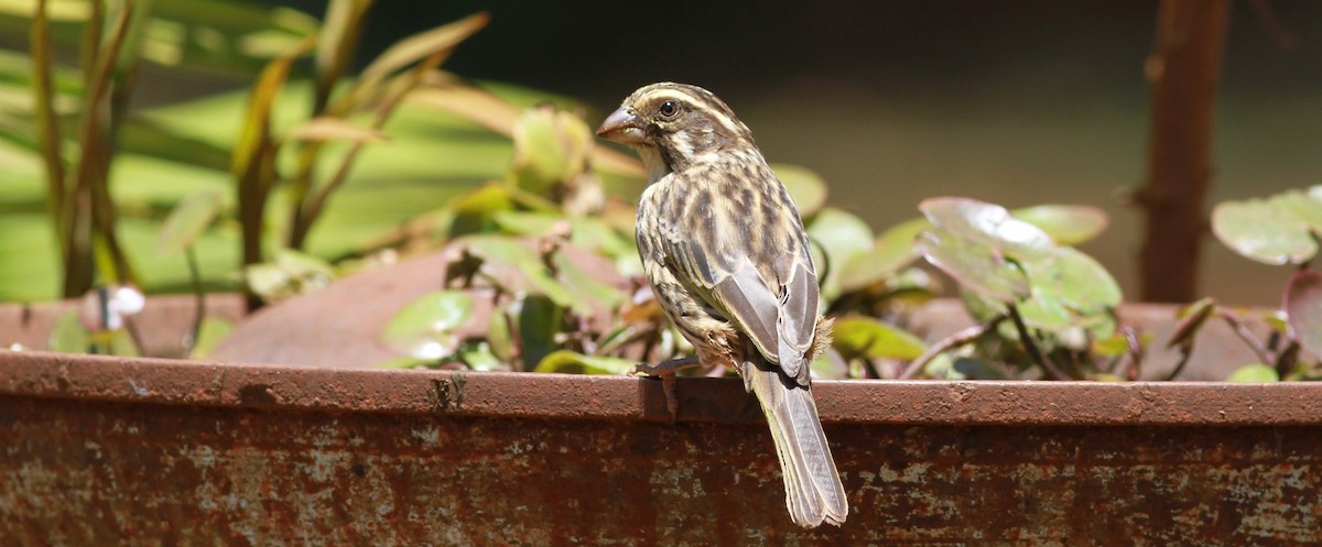 Serin strié - ML139098011