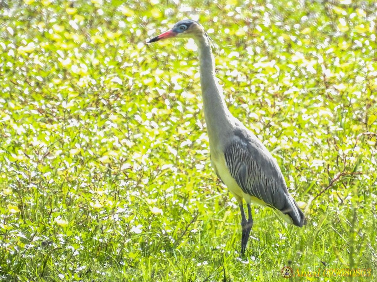 Whistling Heron - ML139099551