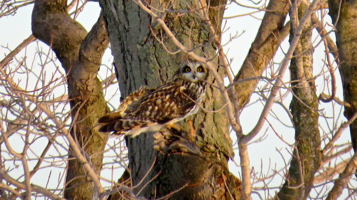 Short-eared Owl - Kenneth Pinnow