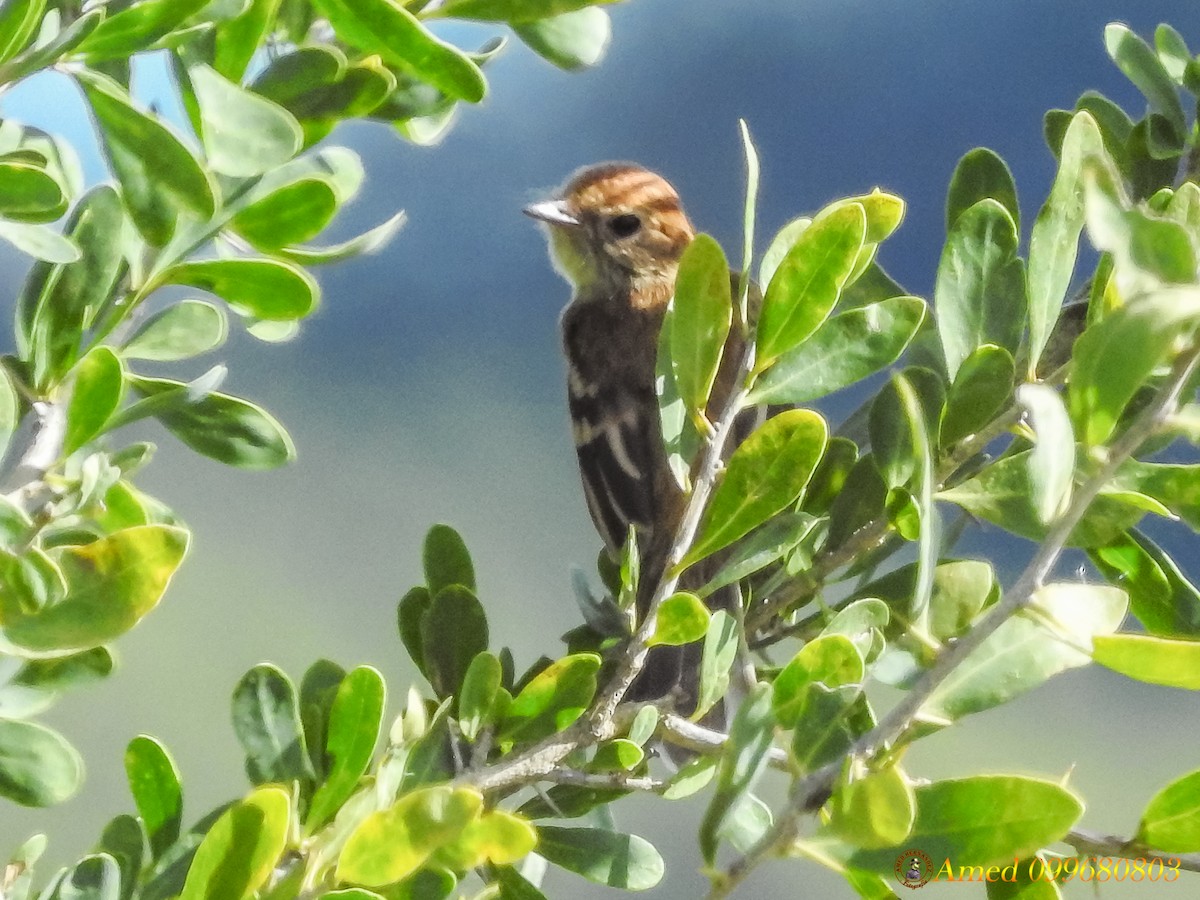 Mosquero Estriado - ML139100521