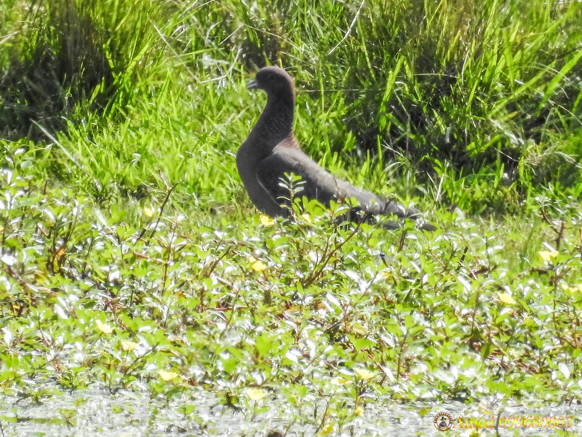 Picazuro Pigeon - ML139100721