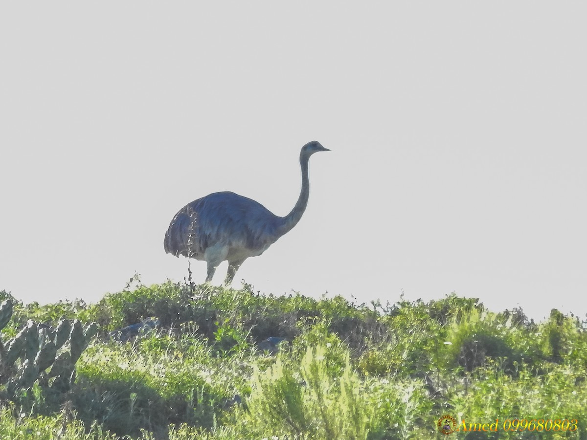 Greater Rhea - ML139100831