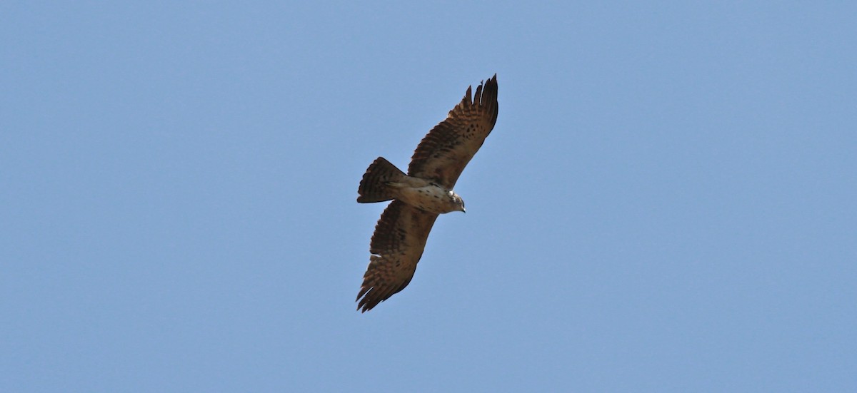 Ayres's Hawk-Eagle - Anabel&Geoff Harries