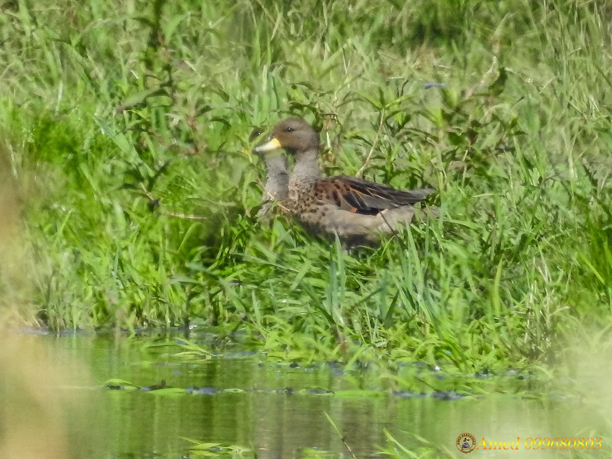 Yellow-billed Teal - ML139100951